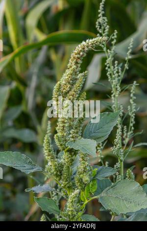 Amaranthus retroflexus, getreu einem seiner gebräuchlichen Namen, bildet ein Trommelgras. Sie kann in den Neotropen oder Zentral- und Ostnordamerika beheimatet sein. Stockfoto