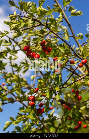 Cluster von roten Früchten Crataegus coccinata Baum aus der Nähe. Stockfoto