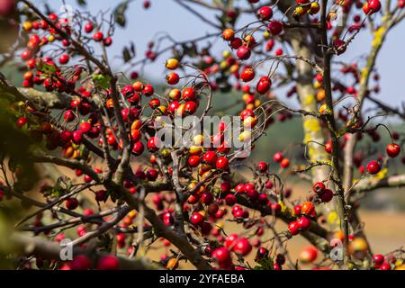 Cluster von roten Früchten Crataegus coccinata Baum aus der Nähe. Stockfoto