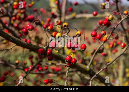 Cluster von roten Früchten Crataegus coccinata Baum aus der Nähe. Stockfoto