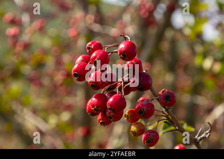 Cluster von roten Früchten Crataegus coccinata Baum aus der Nähe. Stockfoto