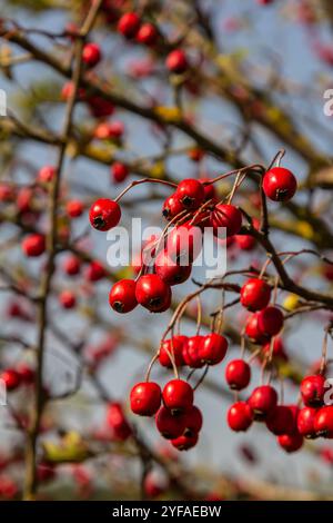 Cluster von roten Früchten Crataegus coccinata Baum aus der Nähe. Stockfoto