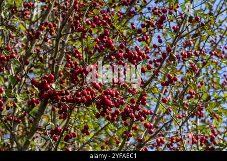 Cluster von roten Früchten Crataegus coccinata Baum aus der Nähe. Stockfoto