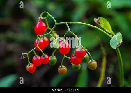 Rote Beeren mit holziger Nachtschattierung, auch bekannt als bittersüß, Solanum dulcamara gesehen im August. Stockfoto