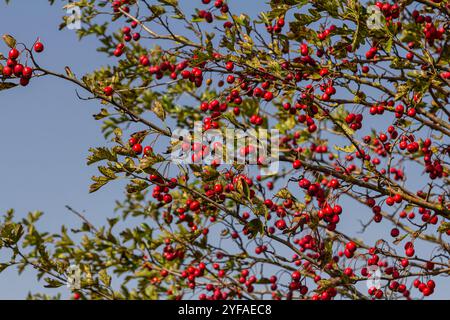 Cluster von roten Früchten Crataegus coccinata Baum aus der Nähe. Stockfoto