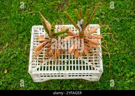 Abgehobene und gewaschene Dahlienknollen trocknen in der Nachmittagssonne vor der Winterlagerung. Gartenarbeiten im Herbst. Überwinterende Dahlienknollen. Stockfoto