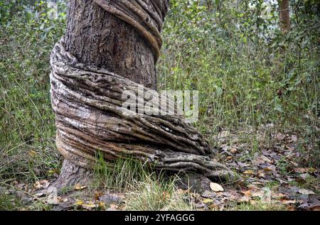 Nahaufnahme von Details einer Liane am Baumstamm mit gebogenen Ästen im Regenwald. Chitwan Park Nepal Asien Stockfoto