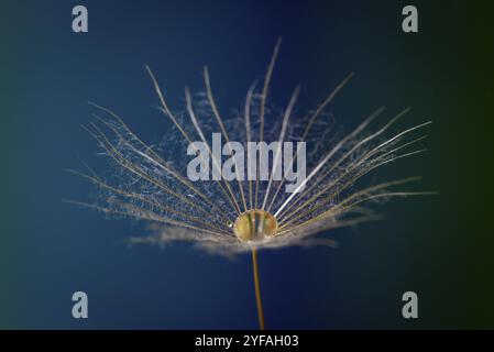 Löwenzahn, taraxacum, Samen mit Regentropfen vor einem hellblauen Hintergrund in einem Studio. Makro, selektiver Fokus Stockfoto