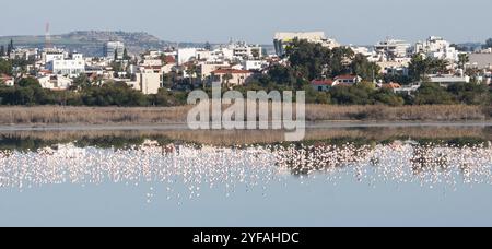 Panoramablick auf die Stadt Larnaka auf Zypern mit Flamingovögeln im Salzsee Stockfoto