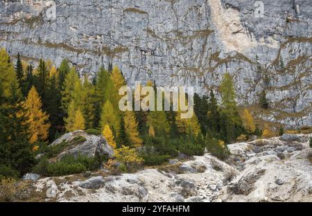 Im Herbst glühende Larche-Bäume am Rand des felsigen Berges. Herbstlandschaft im Wald. Dolomitalpen, Cortina d'Ampezzo, Italien, Europa Stockfoto