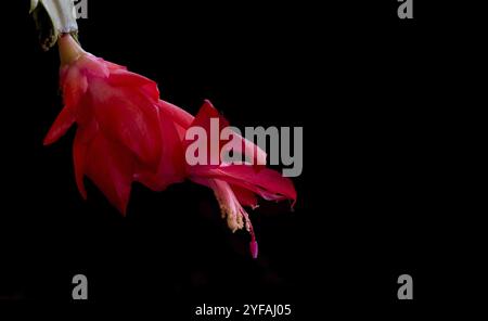Nahaufnahme der roten Weihnachtskaktusblume, Schlumbergera truncata Kakteen bereit zum Herbst. Blumen auf schwarzem Hintergrund Stockfoto