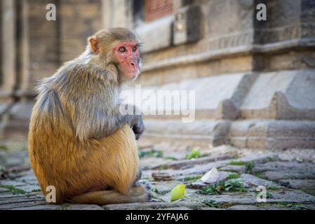 Porträt eines männlichen Makaken-Affen auf dem Dach eines Tempels sitzen. Swayambhunath Monkey Temple, Nepal Asien Stockfoto