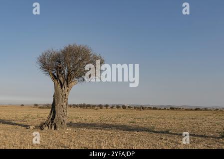 Einsamer alter Olivenbaum auf der geernteten Wiese. Klarer blauer Himmel mit Kopierraum. Landwirtschaft Stockfoto