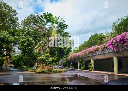 Singapur - 18. Januar 2025: Supertree Grove in Gardens by the Bay Stockfoto