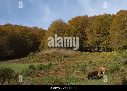 Domestizierte Kühe, die im Herbst auf Grünwiesen weiden. Griechisches Ackerland Stockfoto