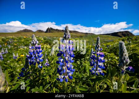 Nahaufnahme leuchtender blauer Lupinen in Blüte vor dem Hintergrund isländischer Berge und klarem blauem Himmel Stockfoto