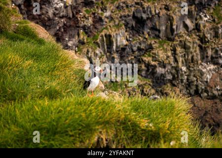 Islands majestätische Küstenklippen und Wildtiere die spektakulären Puffin Habitats mit Blick auf den Atlantik Stockfoto