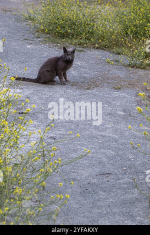 Schwarze Katze, die mitten auf der Straße sitzt und auf die Kamera blickt Stockfoto