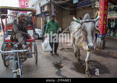 New Delhi, Indien, 10. März 2017: Menschen und die heilige Kuh in den Straßen von Neu-Delhi in Indien, Asien Stockfoto