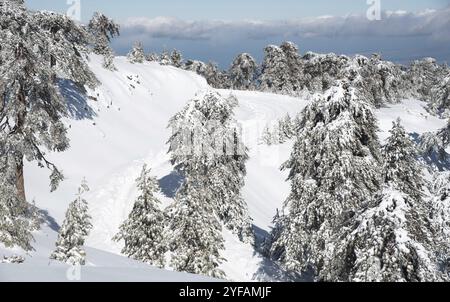 Waldlandschaft in verschneiten Bergen. Gefrorener Schnee bedeckte Tannenbäume in der Wintersaison. Troodos-Gebirge Zypern Stockfoto