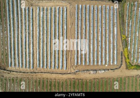 Draufsicht von Gewächshäusern in einer Reihe, bedeckt mit einem transparenten Film von Gemüse und Obst. Nahrungsmittelzucht, Landwirtschaft, Bio-Produkte. P Stockfoto