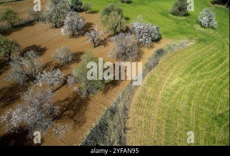 Drohnenantenne von Mandelblüten und Olivenbäumen auf dem Ackerland. Frühling in der Natur im Freien Stockfoto