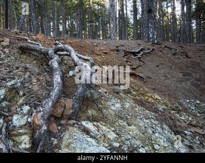 Trockener Wald, alte Kiefernwurzeln, die auf dem Boden ruhen Stockfoto