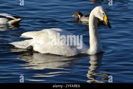 Whooper Swan (Cygus cygnus), aufgenommen am 9. Januar 2019 in der WWT Martin Mere. Stockfoto