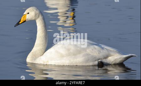 Whooper Swan (Cygnus cygnus), aufgenommen am 14. Januar 2018 in der WWT Martin Mere. Stockfoto