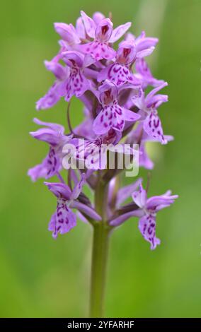 Northern Marsh Orchid (Dactylorhiza purpurella), aufgenommen am 16. Juni 2016 in Gait Barrows NNNR, Lancashire, Vereinigtes Königreich. Stockfoto