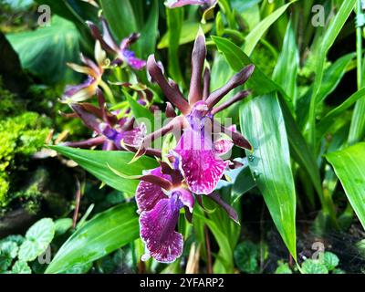 Singapur - 13. August 2024: Orchideenblüten im National Orchid Garden Singapur Stockfoto