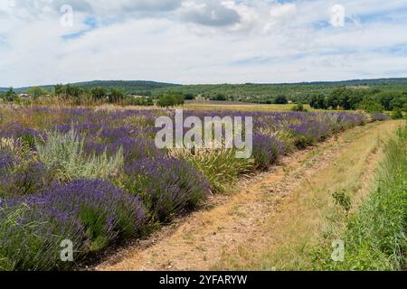 Lavendelfeld bei Mont Ventoux, einem Berg in der südfranzösischen Provence Stockfoto