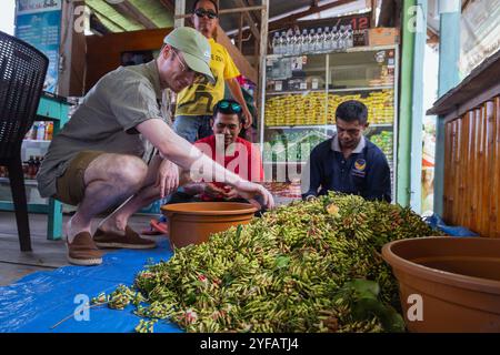 Ein Käufer überprüft die Qualität der Nelken von einem Bauernstandort in Palopo City, 1. Oktober 2024, Süd-Sulawesi, Indonesien Stockfoto