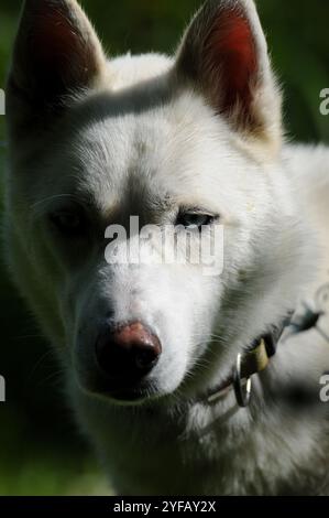 Vertikales Nahporträt eines ganz weißen sibirischen Huskys Stockfoto