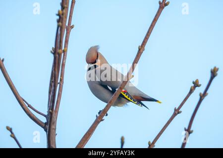 Der böhmische Wachsschwanz, Bombycilla garrulus, Zugvogel ist ein seltener Besucher in den Niederlanden, der viele Vogelbeobachter anzieht. Stockfoto