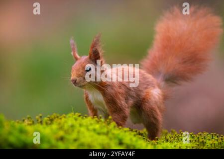 Eurasisches Eichhörnchen, Sciurus vulgaris, auf der Suche in einem Wald Stockfoto