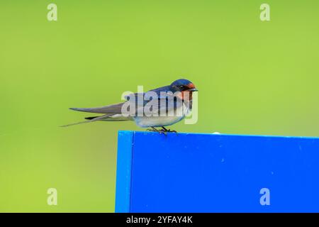 Nahaufnahme einer Scheunenschwalbe, Hirundo rustica, die nach der Jagd ruht. Dies ist die weltweit am weitesten verbreitete Schwalbenart und der Nationalvogel Stockfoto