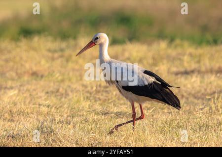 Storch, Ciconia Ciconia, im Gras am Flussufer. Stockfoto