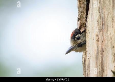 Nahaufnahme eines jungen Großspechtvogels, Dendrocopos Major, in einem Baumnest in einem Wald Stockfoto