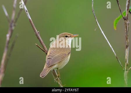 Marsh Grumbler, Acrocephalus palustris, Vogel singen auf einem Feld Stockfoto