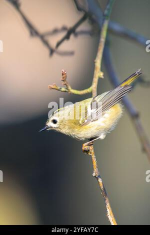 Nahaufnahme eines Goldcrest-Vogels, Regulus regulus, der durch Äste von Bäumen und Sträuchern fortschiert Stockfoto