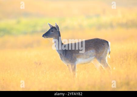Damwild-Weibchen Hirsch oder Hintern, Dama Dama auf einer Wiese in einem Wald an einem sonnigen Tag. Stockfoto