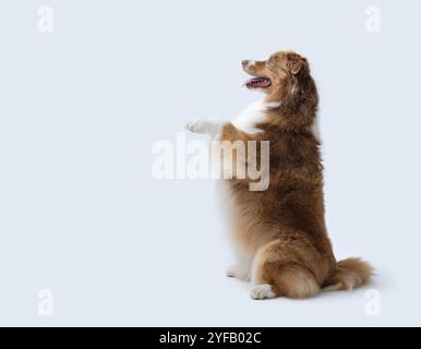 Niedlicher Hund, der auf den Hinterbeinen steht und nach vorne blickt, Kopierraum Stockfoto