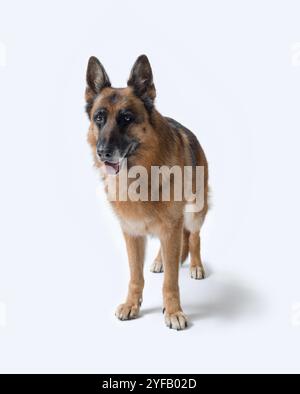 Alter Schäferhund, der in die Kamera schaut, Seniorenhaustier-Konzept Stockfoto