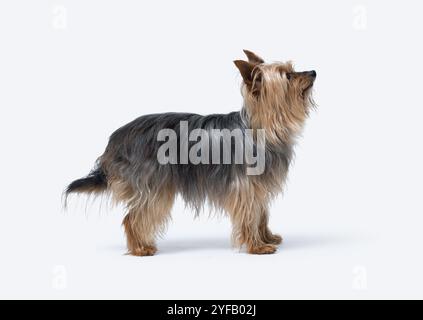 Porträt einer älteren weiblichen Yorkshire Terrier-Seitenansicht, isoliert auf weißem Hintergrund, Hunderassen und Haustierpflegekonzept Stockfoto