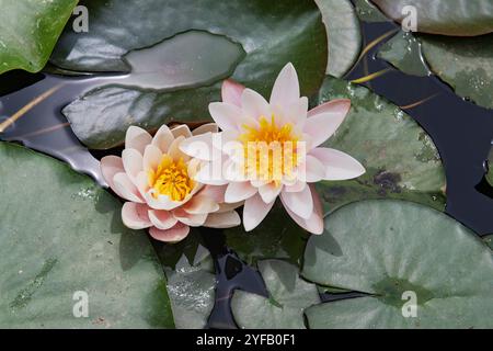 Zwei wunderschöne rosafarbene und weiße Seerosen blühen friedlich zwischen grünen Lilienpads auf einem ruhigen Teich und zeigen die Eleganz und Ruhe der Natur. Stockfoto