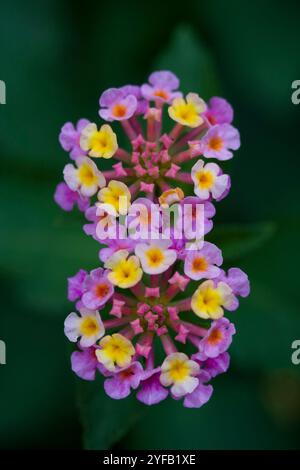 Nahaufnahme von zwei lantana-Blumen Stockfoto