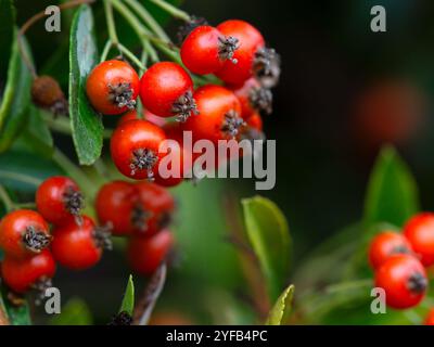 Nahaufnahme der Blumen von Feuerdorn (Pyracantha 'feurige Kaskade') in einem Garten im Herbst Stockfoto