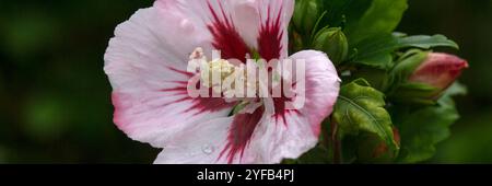 Panorama der Blume der Rose von Sharon (Hibiscus syriacus 'Hamabo') in einem Garten im Herbst Stockfoto