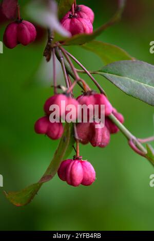 Großaufnahme von Blättern und Früchten der Spindel (Euonymus europaeus 'Red Cascade') in einem Garten im Herbst Stockfoto